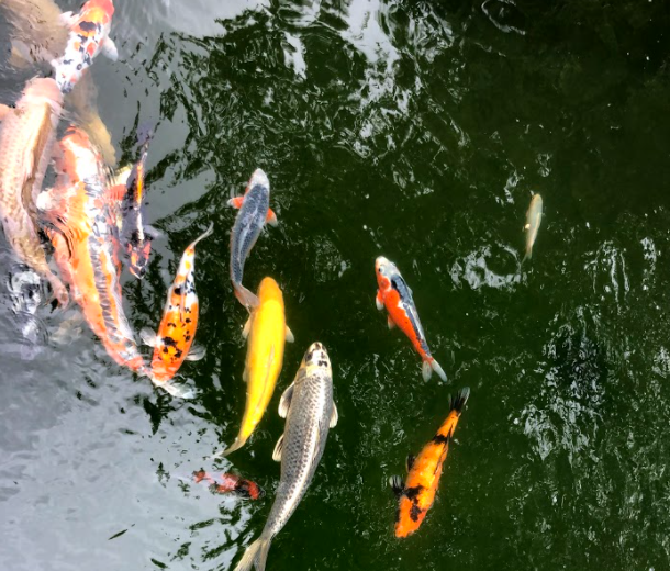 koi im teich